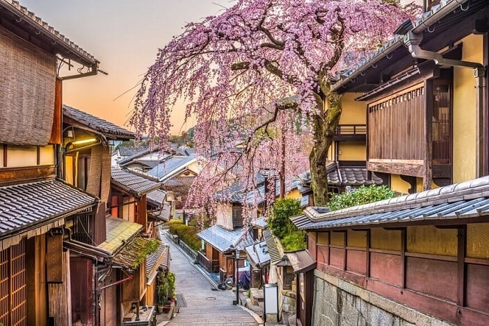 Japon cerisiers en fleurs